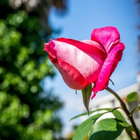 בית נופש Sofia