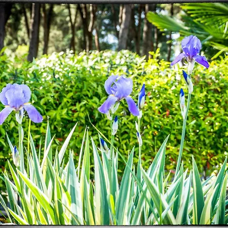 Sofia Сasa de vacaciones *